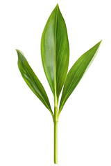 A vibrant green plant with elongated leaves standing upright against a transparent background, showcasing its natural beauty, ideal for botanical illustrations or home decor