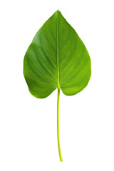 Obraz premium A vibrant green leaf showcasing its intricate veins and smooth texture, set against a clean background, ideal for nature-themed projects and botanical studies