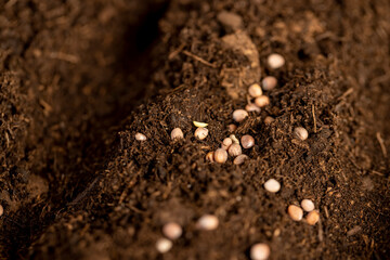 a plot of land mixed with peat in which radish seeds are planted
