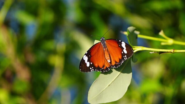Closeup of a Plain Tiger butterfly sitting on a leaf under sunlight against blurred background