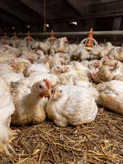 big chickens in a cage free workshop at a poultry farm in a rural area