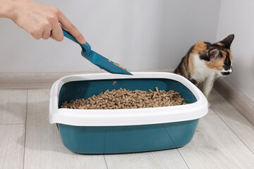 Woman cleaning litter tray and cute calico cat indoors, closeup