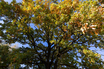 beautiful changes in oak foliage in the autumn season in sunny weather, closeup, view from below