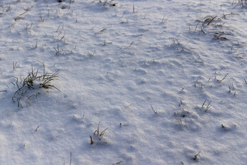an agricultural field with green wheat covered with snow after a snowfall