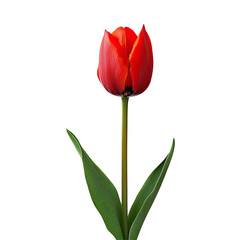 Fototapeta premium Red tulip isolated against black background