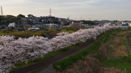 鶴見川・鴨居の桜並木（空撮） - 神奈川県横浜市,日本