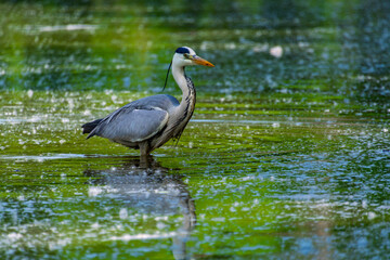Grey heron in the river