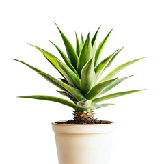 Obraz premium Succulent in a pot