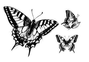 Butterfly Collection Hand Drawn Illustration Vector Isolated Composed by AZ for Books, Arts, Design and Decoration Graphic Asset