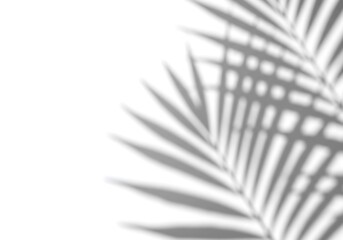 Shadow of palm frond with window pane overlay creating a minimalist abstract design on white background