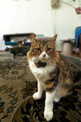 Tabby cat wearing gps tracker sitting on carpet
