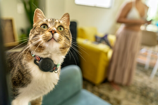 Curious cat wearing gps tracker looking up in living room