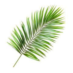 Fototapeta premium Vibrant palm frond, detailed veins