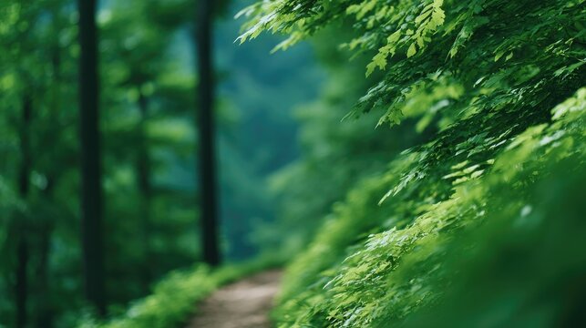 of green forest trail with blurred hikers creating abstract movement effect