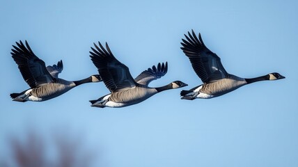 Fototapeta premium a captivating image of geese soaring in a V-shaped formation across a bright blue sky, their wings spread wide in harmony, showcasing the elegance and grace of migratory flight 