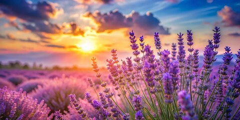 Fototapeta premium Serene Lavender Bush in Pastel Tones Against a Bright Sunny Sky - Stock Photo