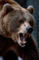 Fototapeta premium Brown bear showing teeth and roaring ferociously