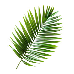 Fototapeta premium Palm leaf graphic