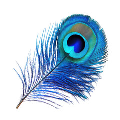 Obraz premium Peacock feather close-up, vibrant colors