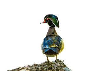 Wood Duck (Aix sponsa) Photo, Showing His Colors, on a Transparent Isolated PNG Background
