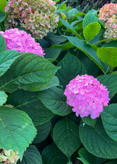 Bright pink hydrangeas and soft green blossoms surrounded by deep green leaves, creating a vibrant and fresh garden scene full of natural beauty and texture.