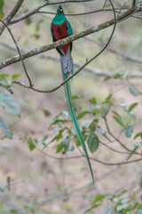 Resplendent Quetzal, Pharomachrus mocinno, from Savegre in Costa Rica with blurred green forest in background. Magnificent sacred green and red bird
