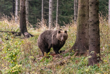 European brown bear (Ursus arctos arctos) young animal in the forest, Notranjska region, Dinaric...