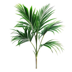 Obraz premium Tropical palm plant. Lush foliage