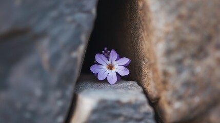Soft lavender petals unfold from the narrow crevice of ancient stone