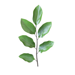 Green leaves on a stem