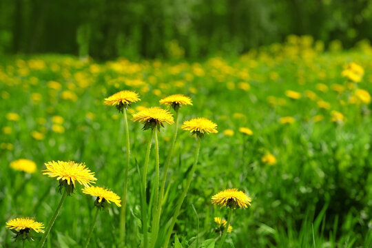 Fototapeta yellow dandelion flowers on green meadow. spring summer nature background. Beautiful dreamy image of nature. Green field with dandelions and butterflies, floral season.