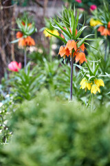 Close-up of orange fritillaria imperialis flowers blooming in a spring garden outdoors