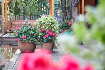 A view of compositions with floor planters filled with pink garden flowers in a summer gazebo, lit by sunlight in a garden setting