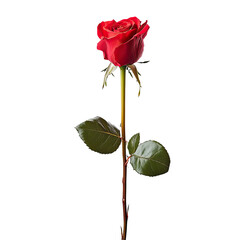 Obraz premium Single Red Rose