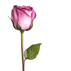Close-up of a single pink rose