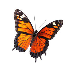 Obraz premium Orange butterfly, wings spread