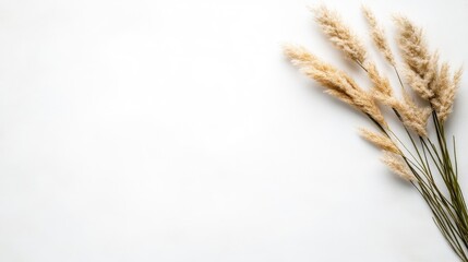 Dried pampas grass arrangement on white background (1)