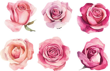 Pink Rose in Watercolor Style