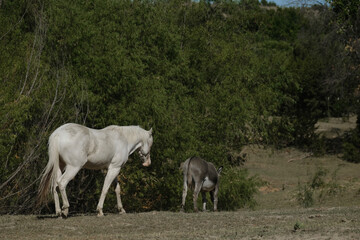 Obraz premium Paint horse with mini donkey friend in farm field.