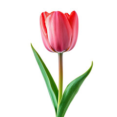 Fototapeta premium Vibrant pink tulip close-up