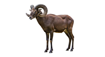 Obraz premium Alert Cameroon Ram Curved Horns Lean Build Short Hair Coat Full Body Profile Isolated White Livestock