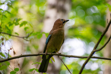 jay bird perched on a branch 