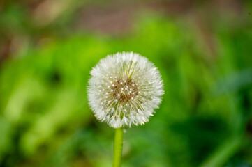 dandelion on green background