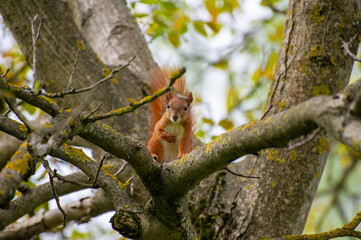 a reed squirrel sitting on the tree