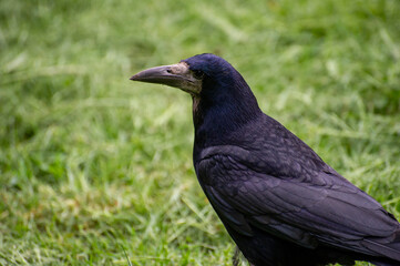 crow on the grass