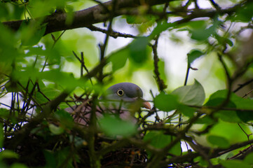 pigeon in the nest on the tree