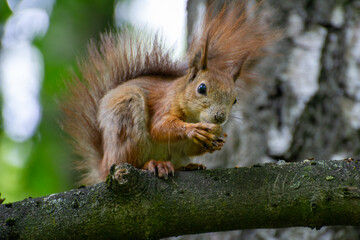 squirrel on a tree eating a nut