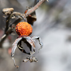 Dried rose hip during Winter season, Toronto, Canada