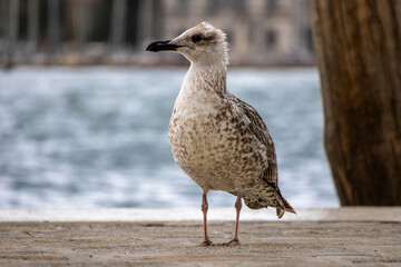 Gull Standing on a Concrete Pier by the Water