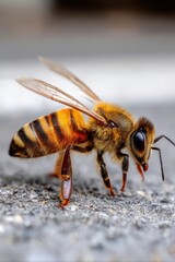 CloseUp of Bee on Pavement &ndash; Don&rsquo;t Step On A Bee Day
